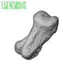 NH MER39 223 Piliocolobus preussi pisiform left ply