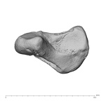 NH MER39 223 Piliocolobus preussi scaphoid left distal