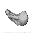 NH MER39 223 Piliocolobus preussi scaphoid left disto-radial