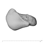 NH MER39 223 Piliocolobus preussi scaphoid left proximal