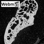 NH MER39 223 Piliocolobus preussi scaphoid left ct stack movie