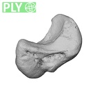 NH MER39 223 Piliocolobus preussi scaphoid left ply
