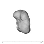 NH MER39 223 Piliocolobus preussi trapezium left proximo-radial