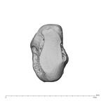 NH MER39 223 Piliocolobus preussi trapezium left ulnar