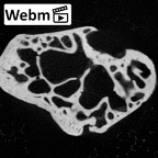 NH MER39 223 Piliocolobus preussi trapezium left ct stack movie