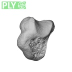 NH MER39 223 Piliocolobus preussi trapezium left ply