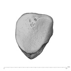 NH MER39 223 Piliocolobus preussi trapezoid left distal