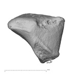 NH MER39 223 Piliocolobus preussi trapezoid left proximal