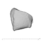 NH MER39 223 Piliocolobus preussi trapezoid left radial