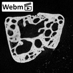 NH MER39 223 Piliocolobus preussi trapezoid left ct stack movie