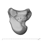 NH MER39 232 Piliocolobus preussi capitate right ulnar