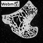 NH MER39 232 Piliocolobus preussi capitate right ct stack movie