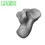 NH MER39 232 Piliocolobus preussi capitate right ply