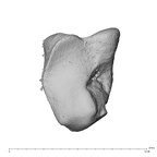 NH MER39 232 Piliocolobus preussi hamate right ulnar