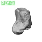 NH MER39 232 Piliocolobus preussi hamate right ply