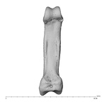 hand phalanx fifth proximal right