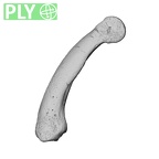 NH MER39 232 Piliocolobus preussi hand phalanx fifth proximal right ply