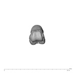 NH MER39 232 Piliocolobus preussi hand phalanx fourth proximal right distal