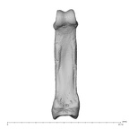 hand phalanx fourth proximal right