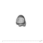 NH MER39 232 Piliocolobus preussi hand phalanx fourth proximal right proximal
