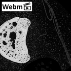 NH MER39 232 Piliocolobus preussi hand phalanx fourth proximal right ct stack movie