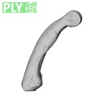 NH MER39 232 Piliocolobus preussi hand phalanx fourth proximal right ply