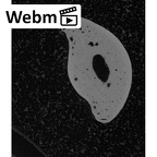 NH MER39 232 Piliocolobus preussi hand phalanx second middle right ct stack movie