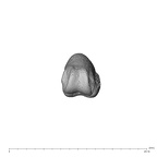 NH MER39 232 Piliocolobus preussi hand phalanx second proximal right distal
