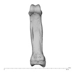 hand phalanx second proximal right