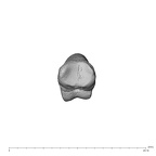 NH MER39 232 Piliocolobus preussi hand phalanx second proximal right proximal