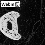 NH MER39 232 Piliocolobus preussi hand phalanx second proximal right ct stack movie