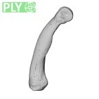 NH MER39 232 Piliocolobus preussi hand phalanx second proximal right ply