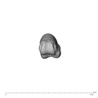 NH MER39 232 Piliocolobus preussi hand phalanx third proximal right distal
