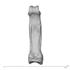 hand phalanx third proximal right
