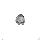 NH MER39 232 Piliocolobus preussi hand phalanx third proximal right proximal