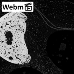 NH MER39 232 Piliocolobus preussi hand phalanx third proximal right ct stack movie