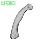 NH MER39 232 Piliocolobus preussi hand phalanx third proximal right ply