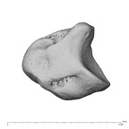 NH MER39 232 Piliocolobus preussi lunate right disto-ulnar