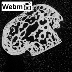 NH MER39 232 Piliocolobus preussi lunate right ct stack movie