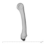 NH MER39 232 Piliocolobus preussi metacarpal fifth right radial