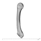NH MER39 232 Piliocolobus preussi metacarpal fifth right ulnar