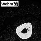 NH MER39 232 Piliocolobus preussi metacarpal fifth right ct stack movie