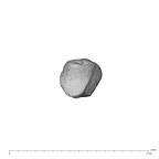 NH MER39 232 Piliocolobus preussi metacarpal first right proximal