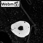 NH MER39 232 Piliocolobus preussi metacarpal first right ct stack movie