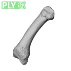 NH MER39 232 Piliocolobus preussi metacarpal first right ply