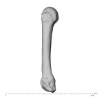 NH MER39 232 Piliocolobus preussi metacarpal fourth right radial