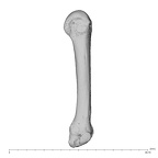 NH MER39 232 Piliocolobus preussi metacarpal fourth right ulnar