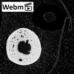NH MER39 232 Piliocolobus preussi metacarpal fourth right ct stack movie