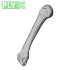 NH MER39 232 Piliocolobus preussi metacarpal fourth right ply