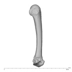 NH MER39 232 Piliocolobus preussi metacarpal second right radial